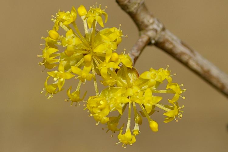 Cornus mas.