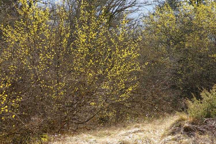 Cornus mas.