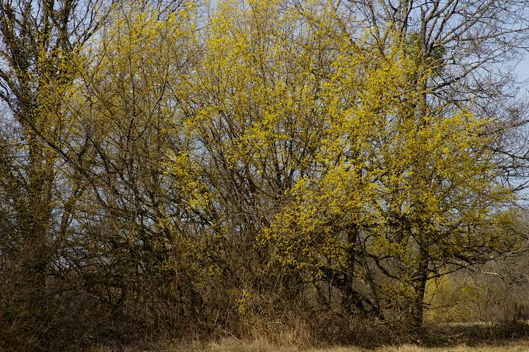 Cornus mas.