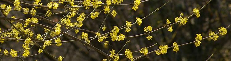 Cornus mas.