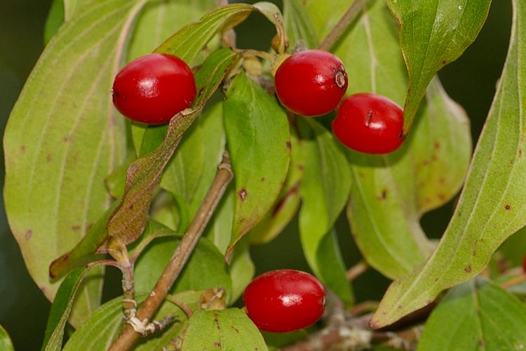 Cornus mas.