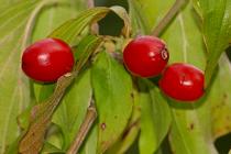 Cornus mas