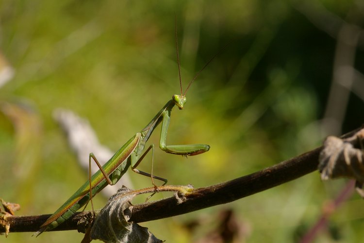 Mantis religiosa.