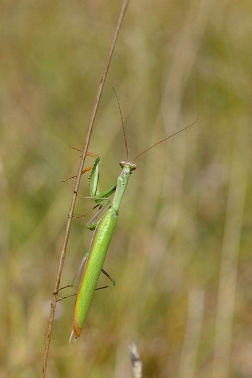 Mantis religiosa.