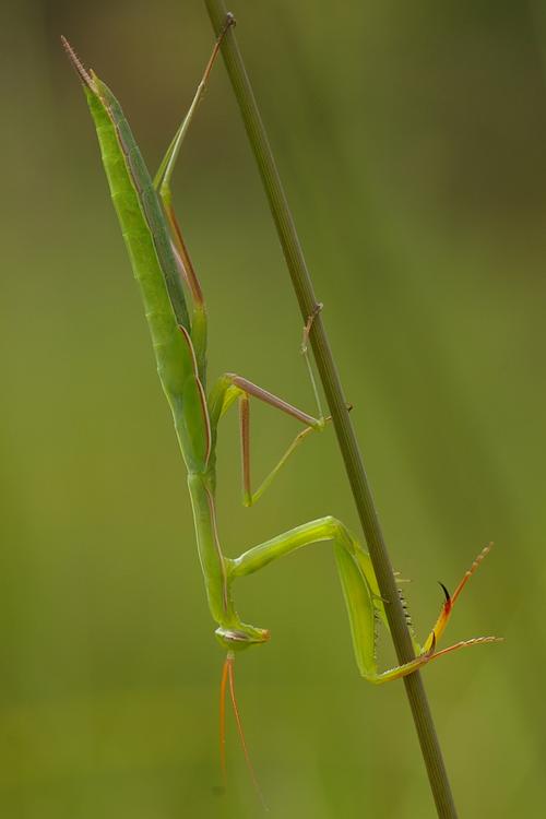 Mantis religiosa.