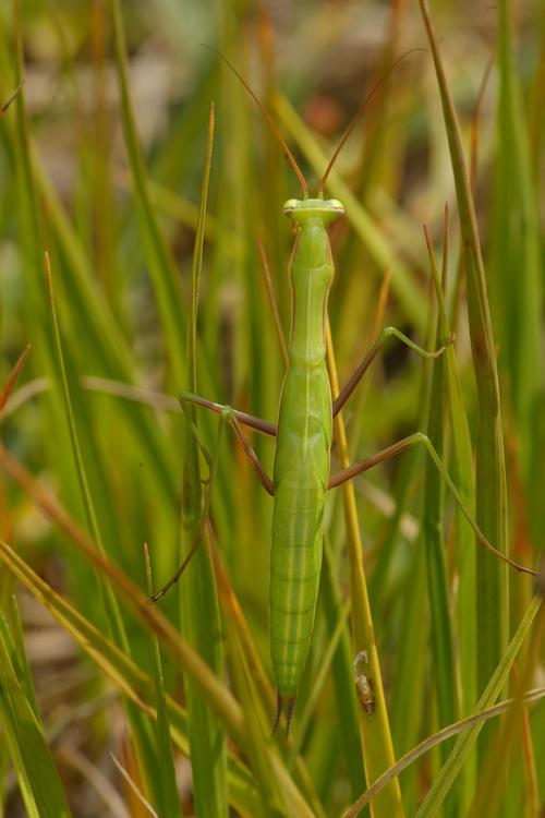 Mantis religiosa.