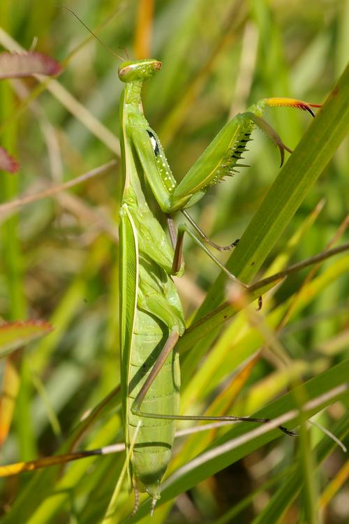 Mantis religiosa.