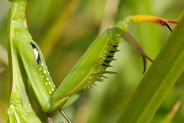 Mantis religiosa.