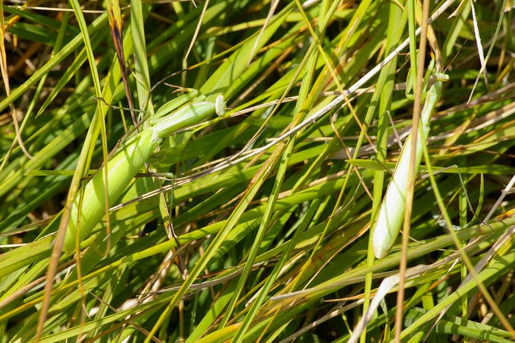 Mantis religiosa.