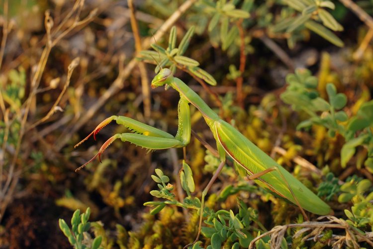 Mantis religiosa.