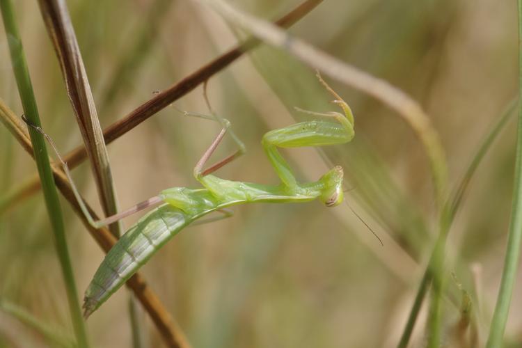 Mantis religiosa.