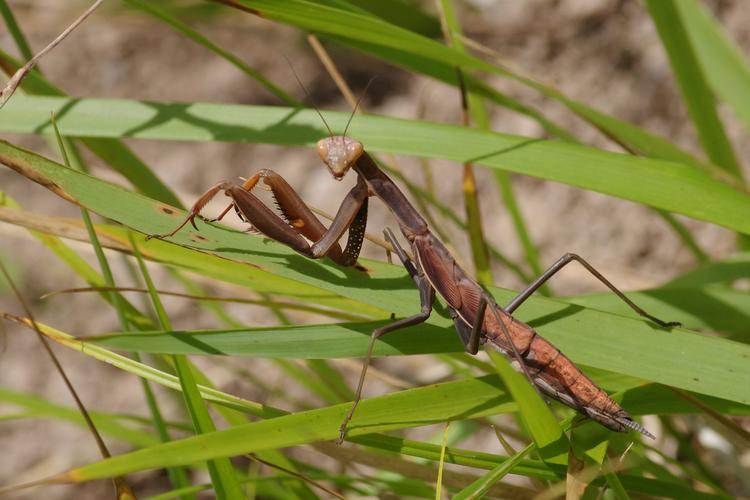 Mantis religiosa.