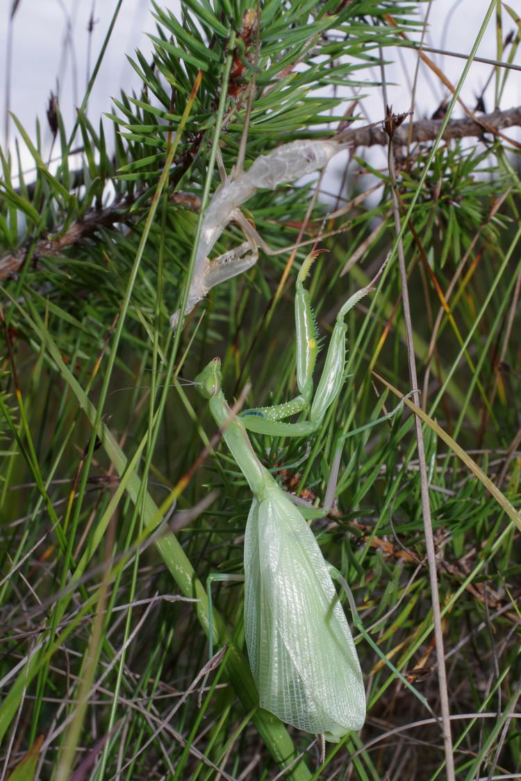 Mantis religiosa.