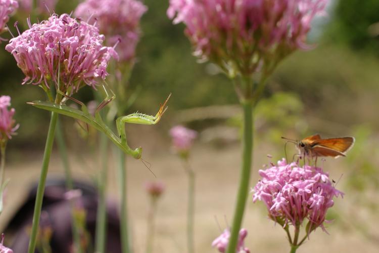 Mantis religiosa.