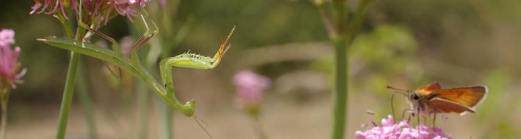 Mantis religiosa.