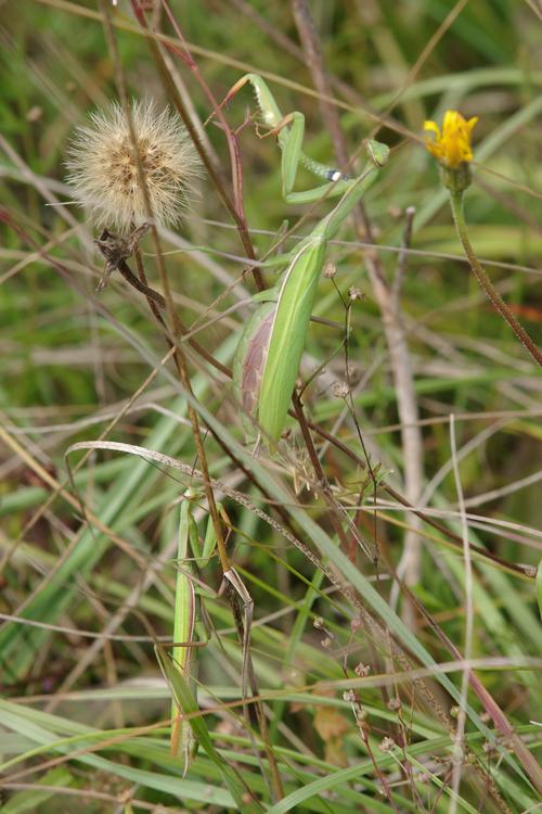 Mantis religiosa.