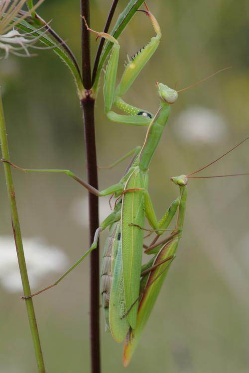 Mantis religiosa.