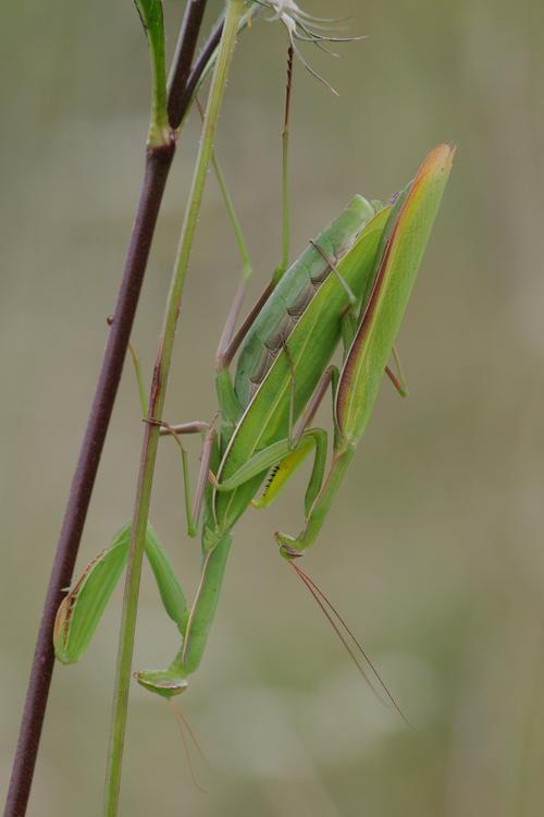 Mantis religiosa.