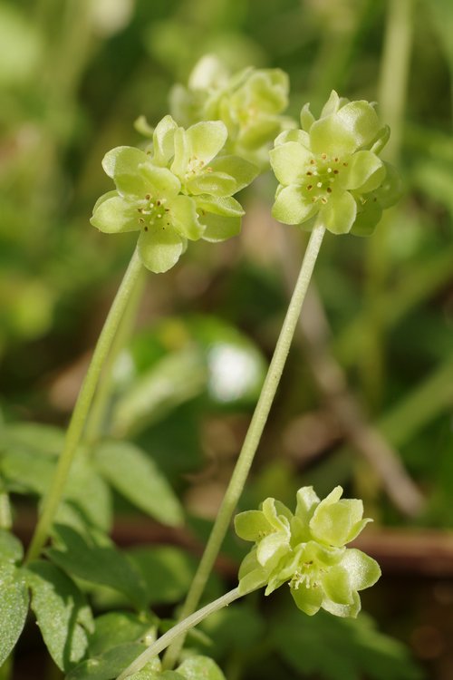 Adoxa moschatellina.