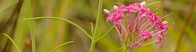 Centranthus angustifolius.