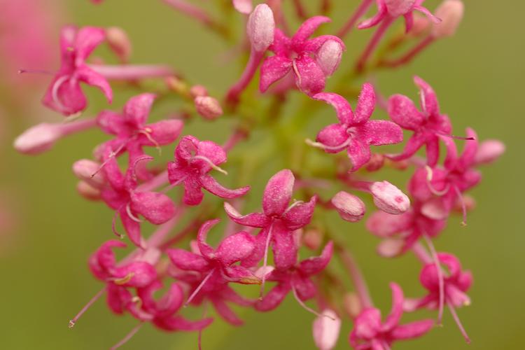 Centranthus angustifolius.