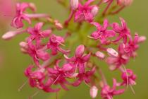 Centranthus angustifolius