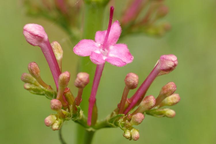 Centranthus angustifolius.