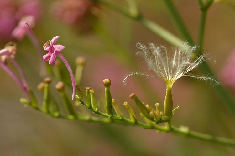 Centranthus angustifolius.