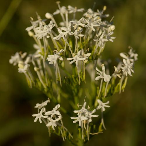 Centranthus angustifolius.