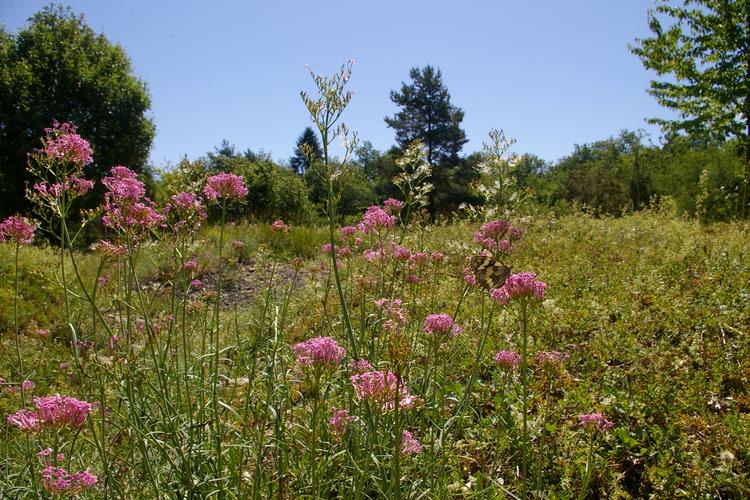 Centranthus angustifolius.