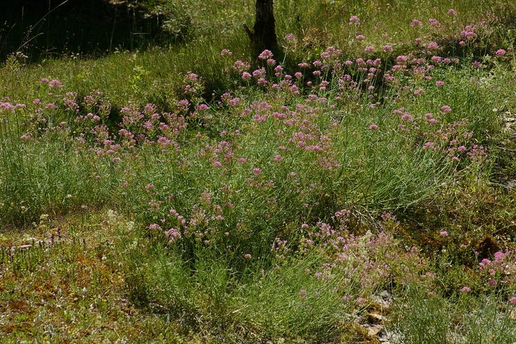 Centranthus angustifolius.