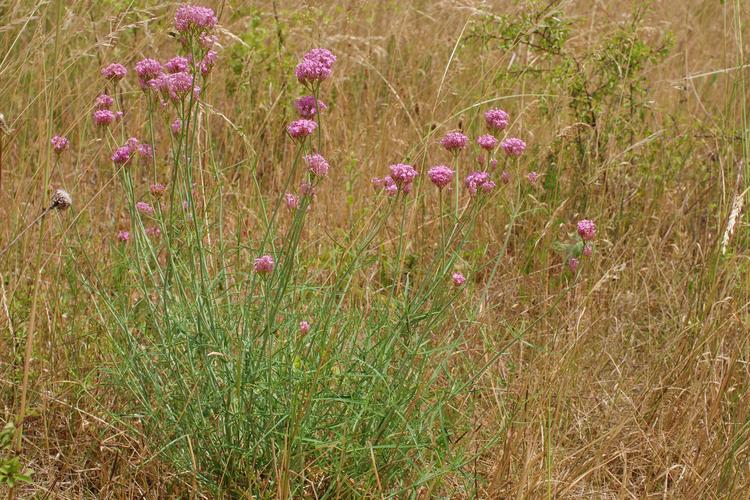 Centranthus angustifolius.