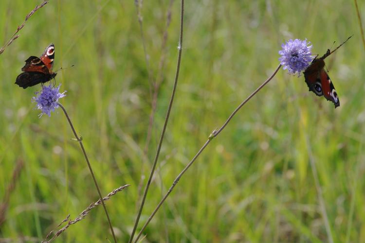 Succisa pratensis.