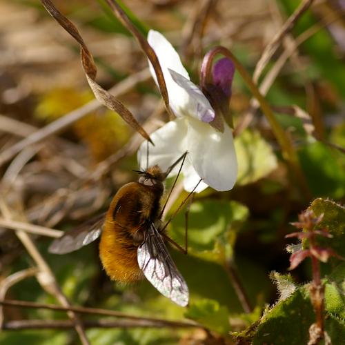 Bombylius major.