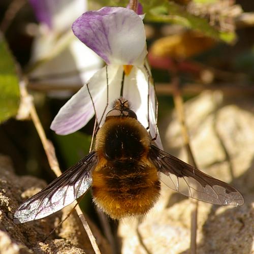 Bombylius major.