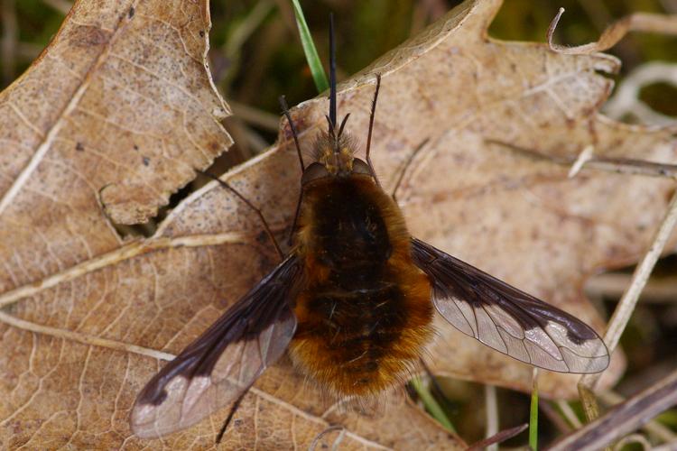 Bombylius major.