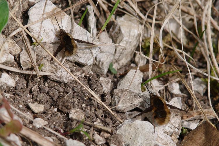 Bombylius major.