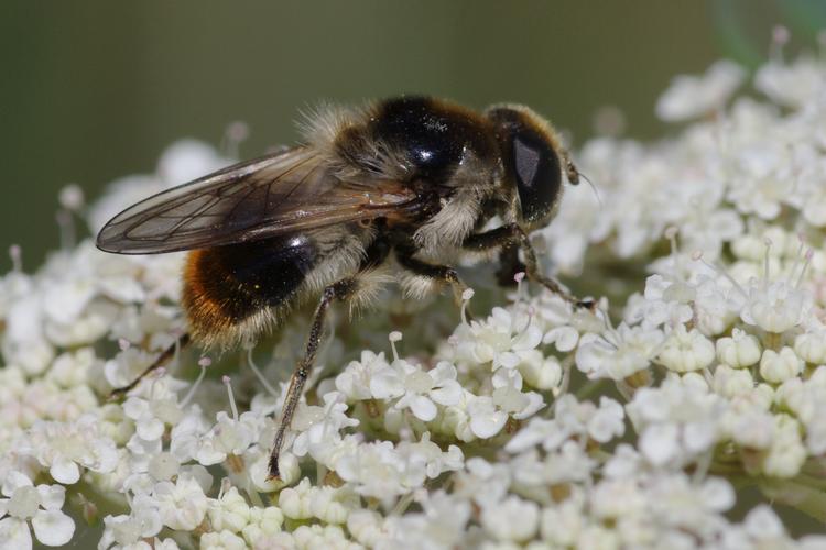 Cheilosia illustrata.