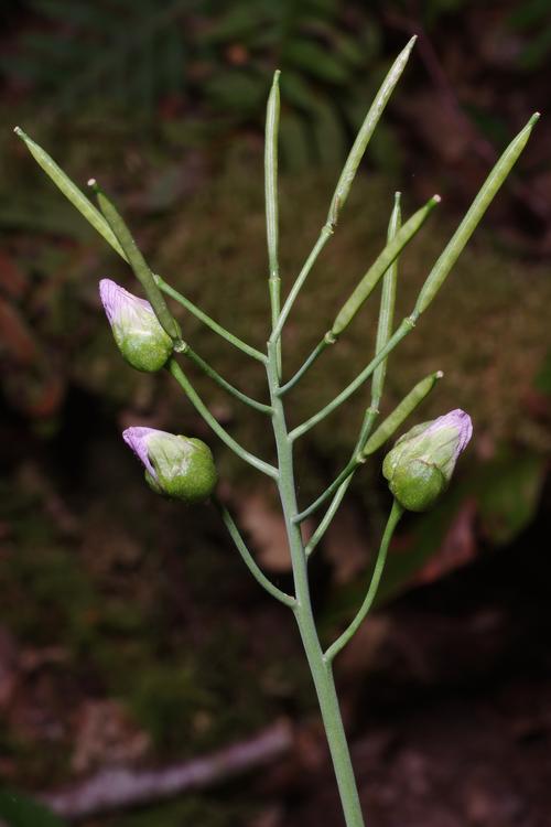 Dasineura cardaminis.