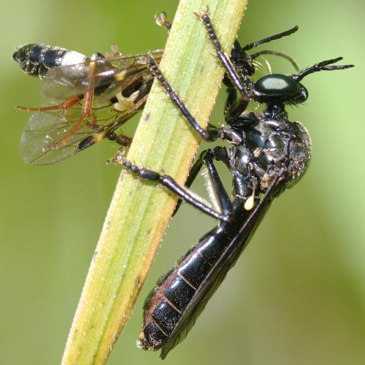 Dioctria atricapilla et sa proie Allantus sp.