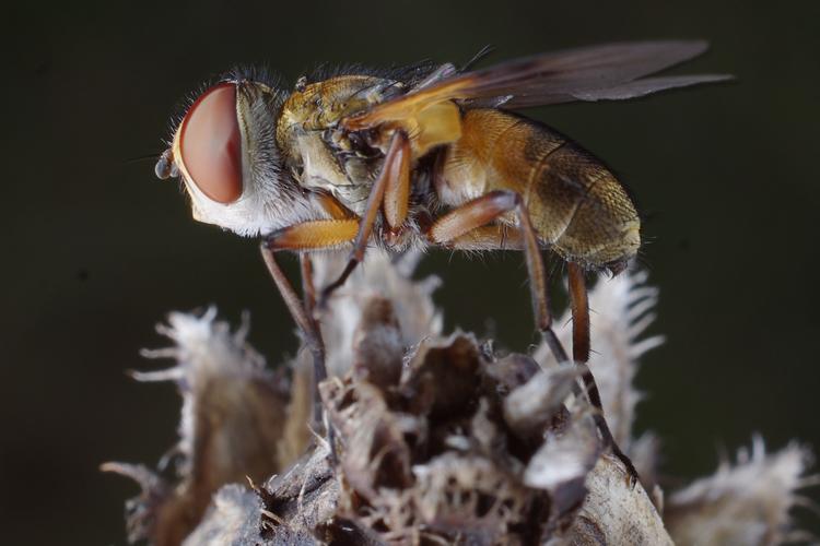 Ectophasia crassipennis.