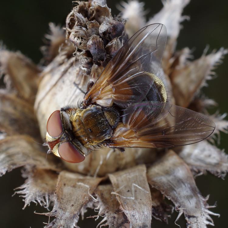 Ectophasia crassipennis.