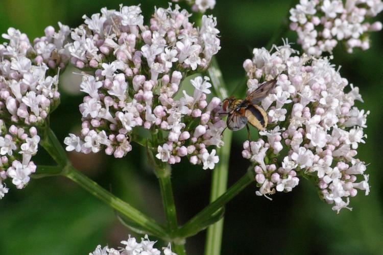 Ectophasia crassipennis.