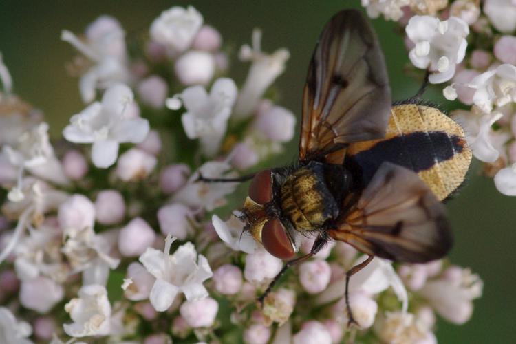 Ectophasia crassipennis.