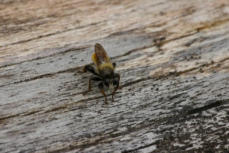 Laphria flava.