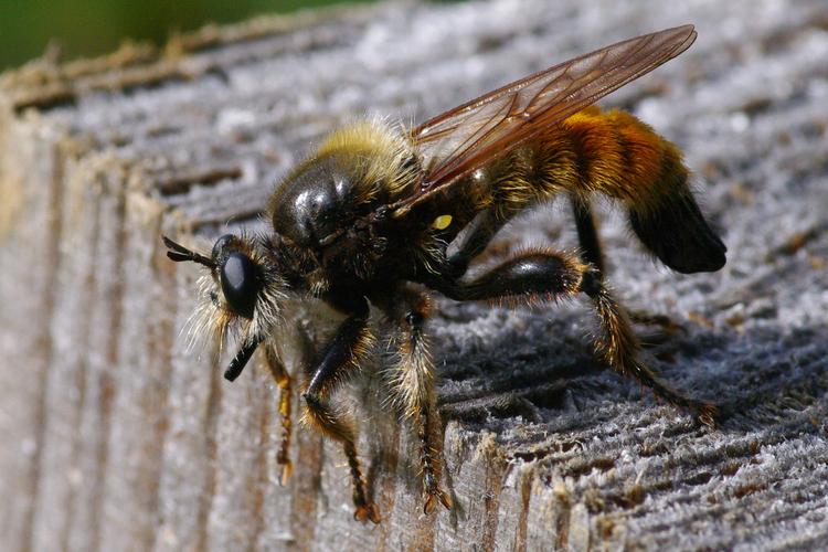 Laphria flava.