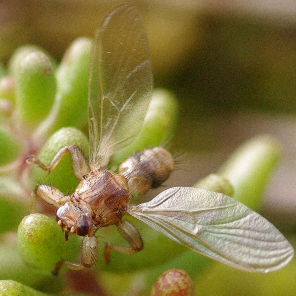 Lipoptena cervi.