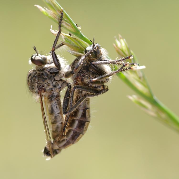 Machimus rusticus et sa proie Polyommatus bellargus.