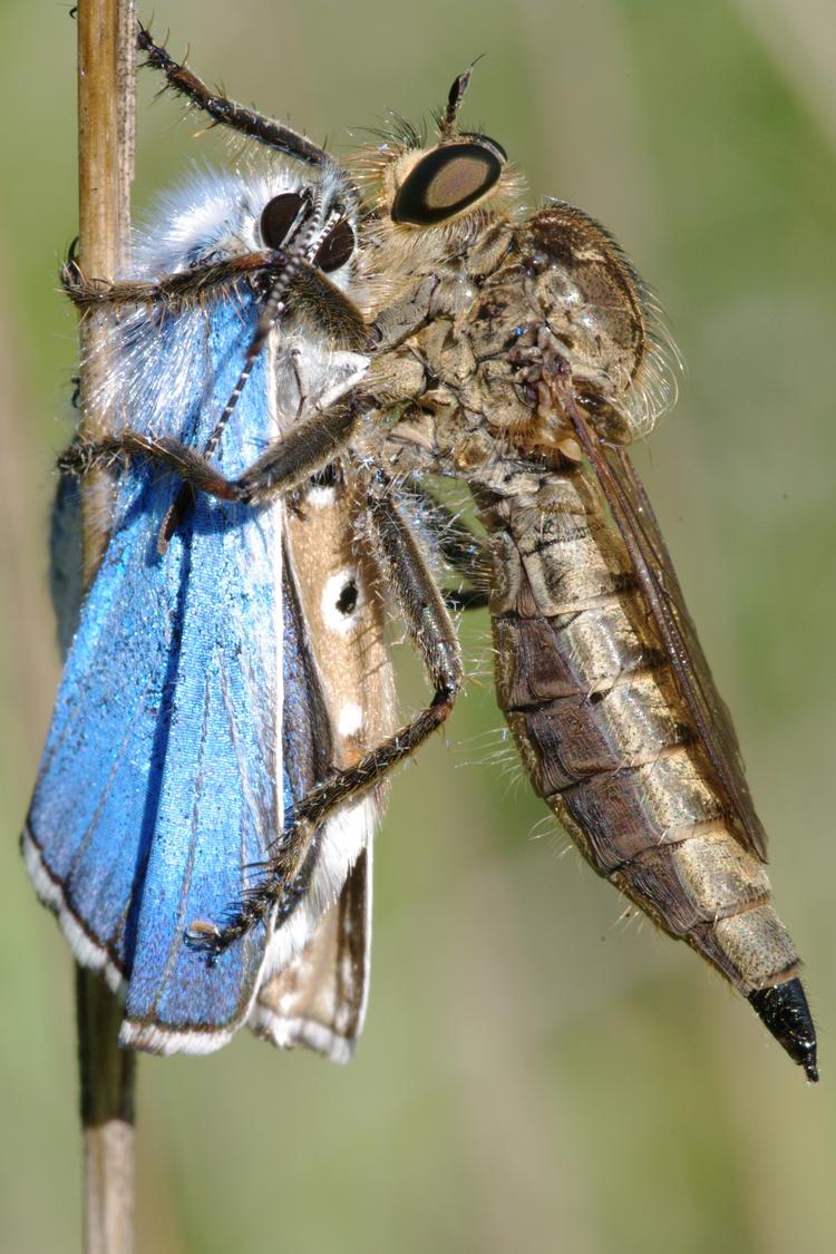 Machimus rusticus et sa proie Polyommatus bellargus.