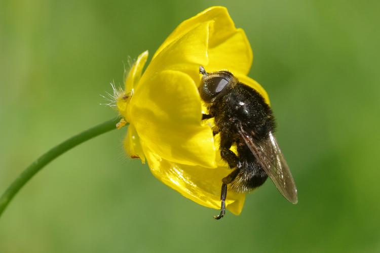 Merodon equestris.